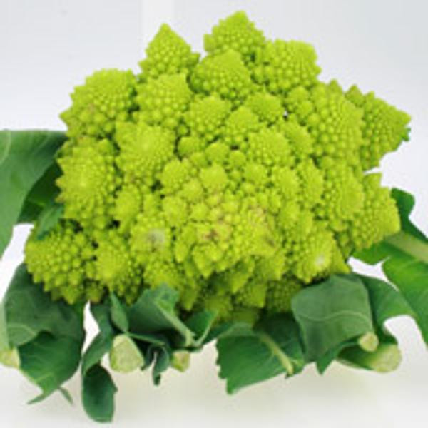 Produktfoto zu Romanesco