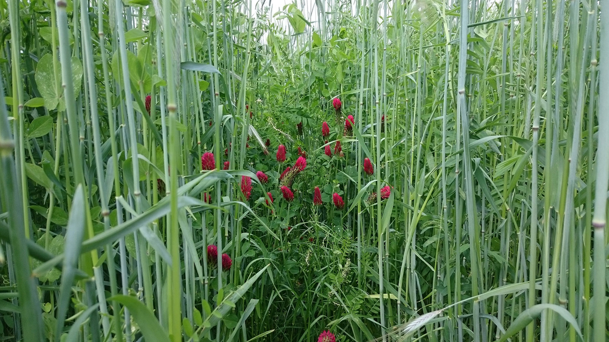 Gründüngung Wickroggen mit Inkarnatklee