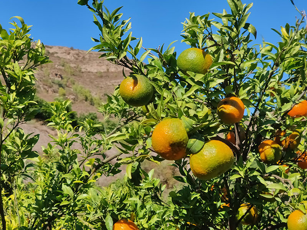 KI generiert: Das Bild zeigt einen Orangenbaum mit reifenden Orangen in einer landschaftlichen Umgebung bei klarem Himmel. Die Früchte sind teils grün, teils orange und hängen dicht an den Ästen.