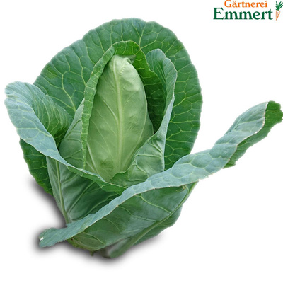 Produktfoto zu Spitzkohl