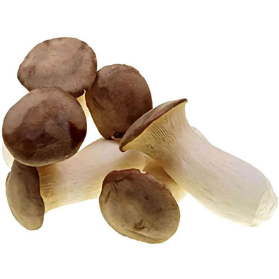 Produktfoto zu Kräuterseitlinge