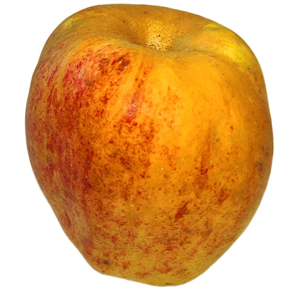 Produktfoto zu Apfel Finkenwerder Herbstprinz