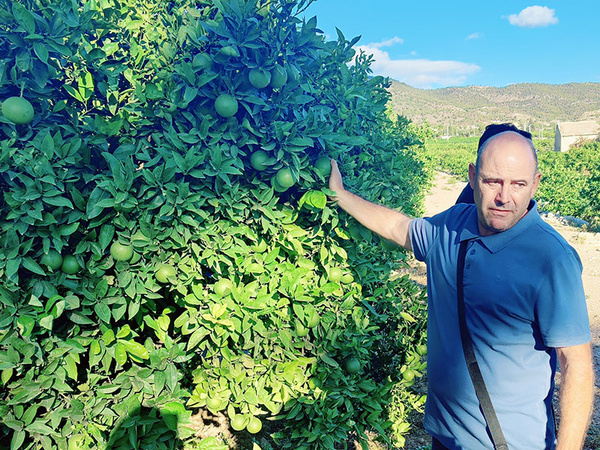KI generiert: Ein Mann steht neben einem großen Zitrusbaum voller grüner Orangen in einem Obstgarten. Die Landschaft im Hintergrund zeigt eine hügelige Region unter einem blauen Himmel.