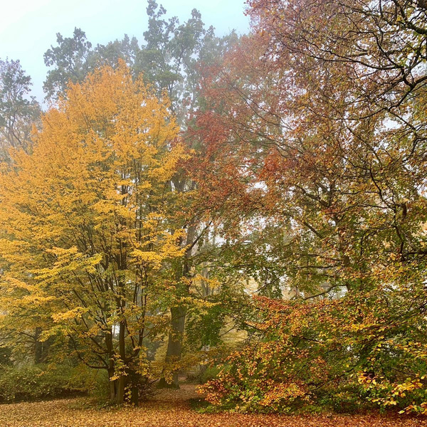 Herbstliche Bäume mit gelbem und rotem Laub in einem nebligen Wald.