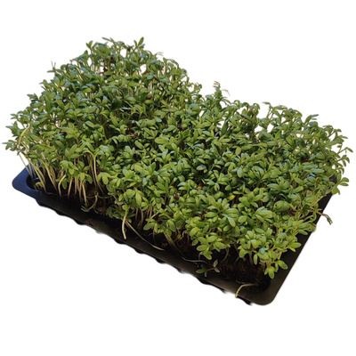 Produktfoto zu Kresseschälchen