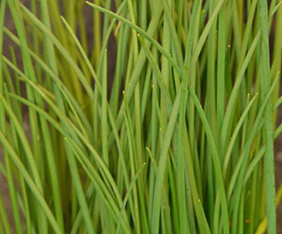 Produktfoto zu Schnittlauch