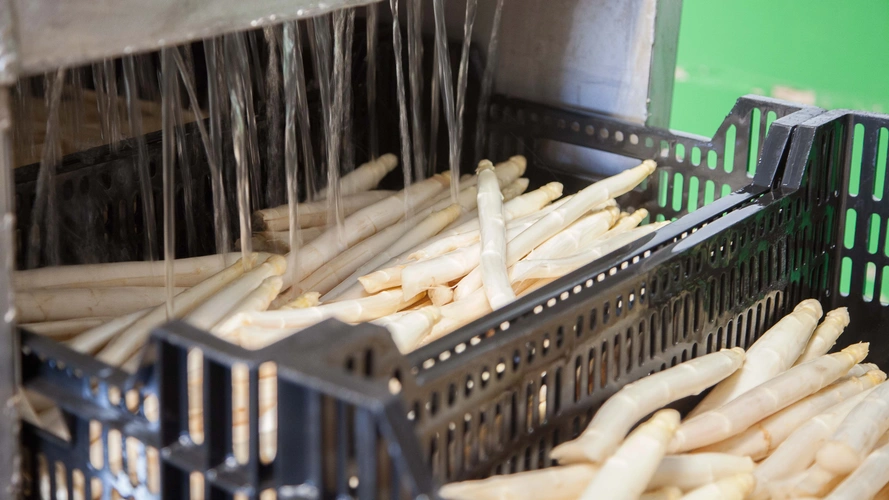 KI generiert: Weiße Spargelstangen werden in einem schwarzen Korb unter Wasser gewaschen.