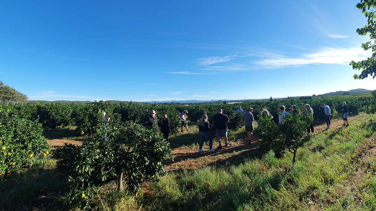 KI generiert: Das Bild zeigt eine Gruppe von Menschen, die durch einen Obstgarten oder eine landwirtschaftliche Fläche geht, umgeben von vielen grünen Bäumen. Im Hintergrund erstreckt sich eine weite, ländliche Landschaft unter einem klaren blauen Himmel.