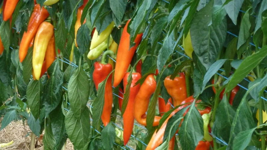 Spitzpaprika