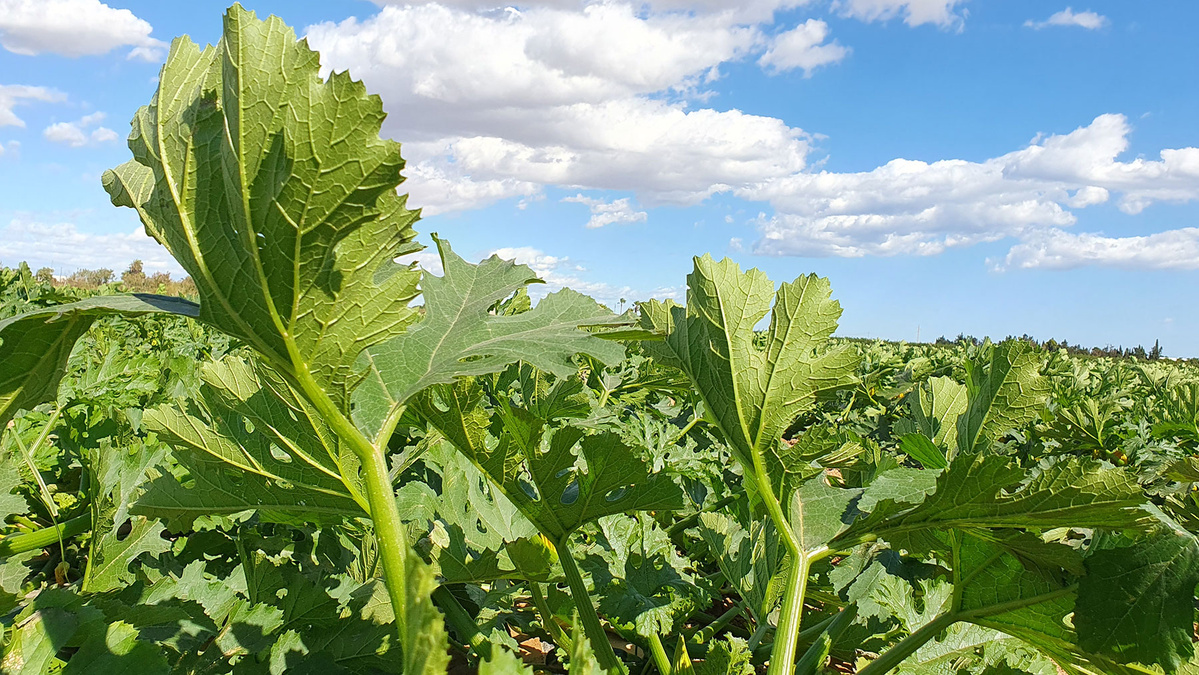 KI generiert: Das Bild zeigt eine Nahaufnahme eines Felds mit grünen Pflanzen bei klarem Himmel und vereinzelten Wolken. Der Hauptinhalt des Bildes ist die üppige Vegetation unter einem sonnigen Himmel.