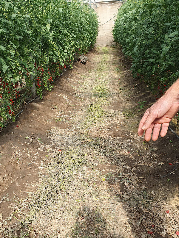 KI generiert: Auf dem Bild ist ein Gewächshausgang mit dichten Tomatenpflanzen an beiden Seiten zu sehen. Eine Hand ragt von rechts ins Bild und zeigt möglicherweise auf die Pflanzen oder den Boden.