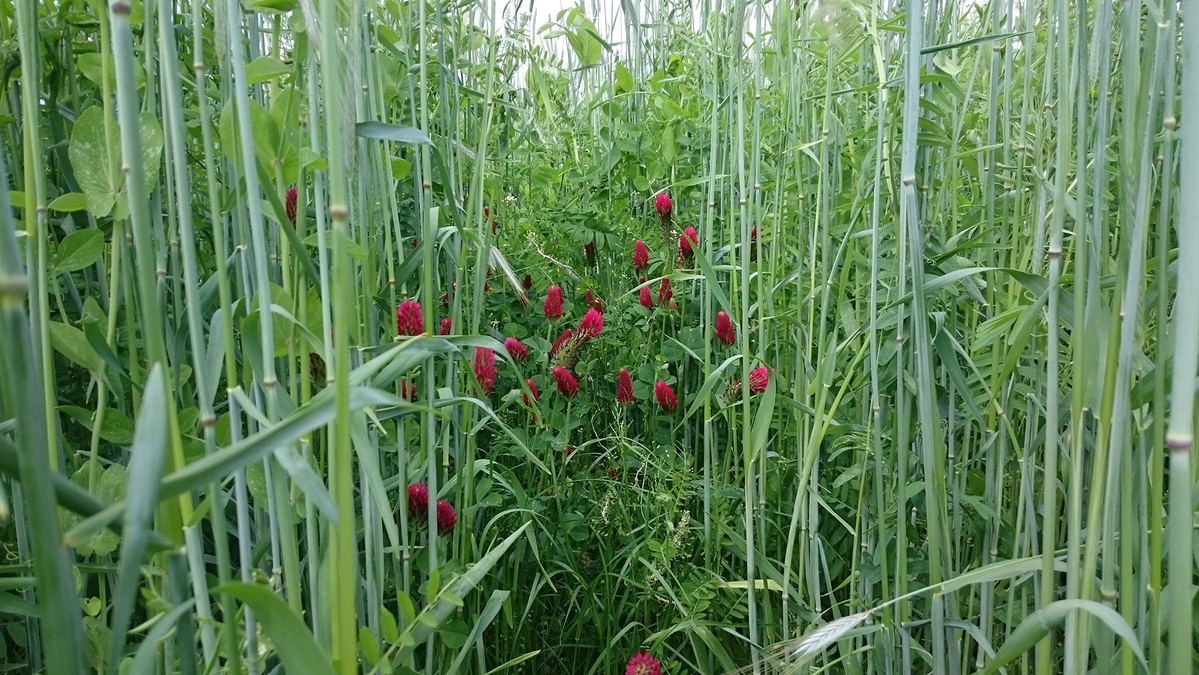 Gründüngung Wickroggen mit Inkarnatklee