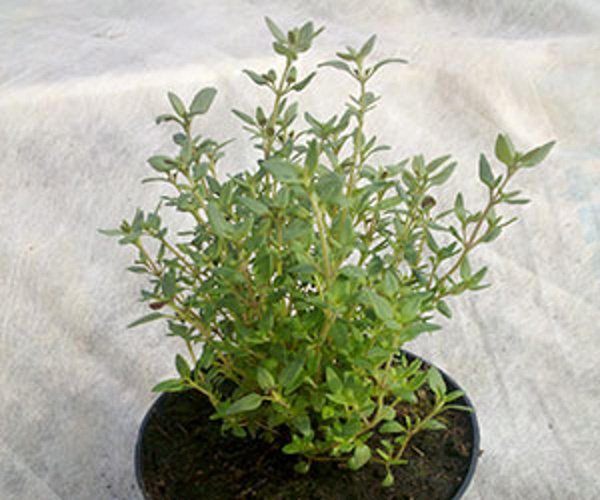 Produktfoto zu Thymian im Topf