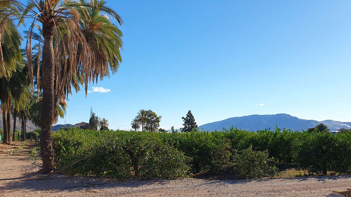 KI generiert: Das Bild zeigt eine Landschaft mit Palmen und grünen Büschen im Vordergrund sowie einem Berg im Hintergrund unter klarem, blauem Himmel. Die Szenerie wirkt friedlich und sonnig.