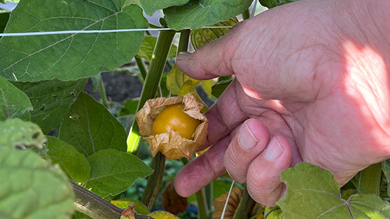 Erntebeginn von Physalis im August