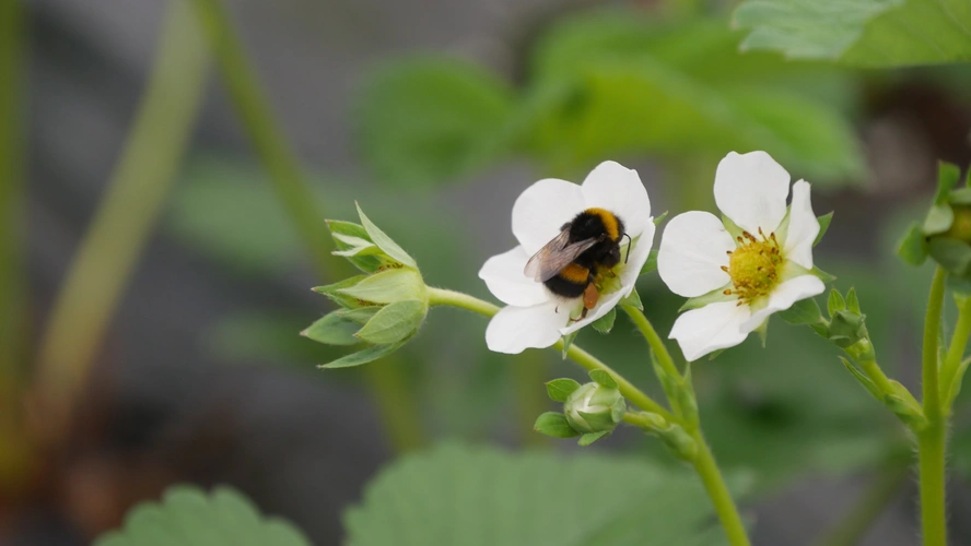 KI generiert: Eine Hummel sitzt auf einer weißen Blume vor grünem Hintergrund.