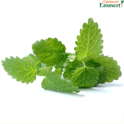 Produktfoto zu Zitronenmelisse