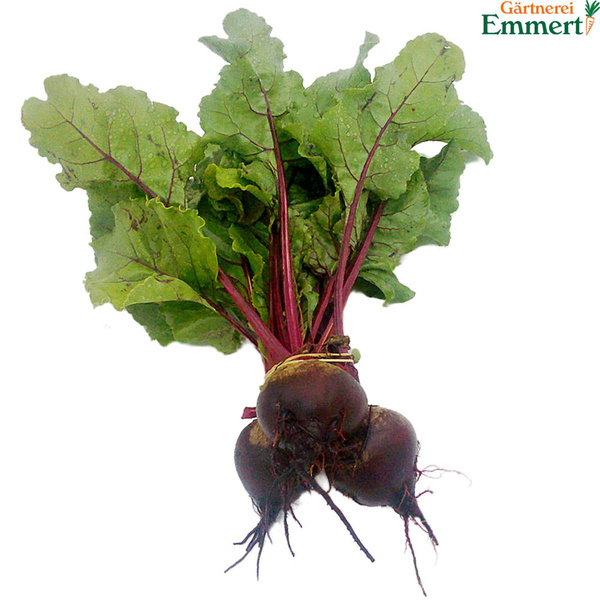 Produktfoto zu Bund Rote Bete