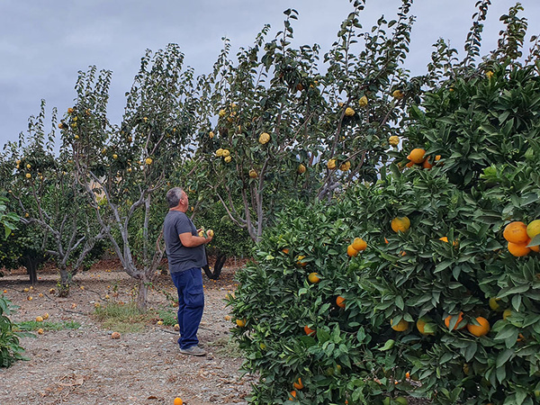 KI generiert: Ein Mann steht in einem Obstgarten und betrachtet die reifen Früchte, die an den Bäumen hängen. Es sind vor allem Orangen und Grapefruits zu sehen.