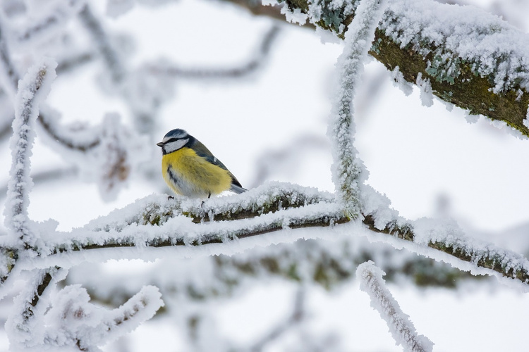 Blaumeise sitzt auf einem Ast mit Schneee