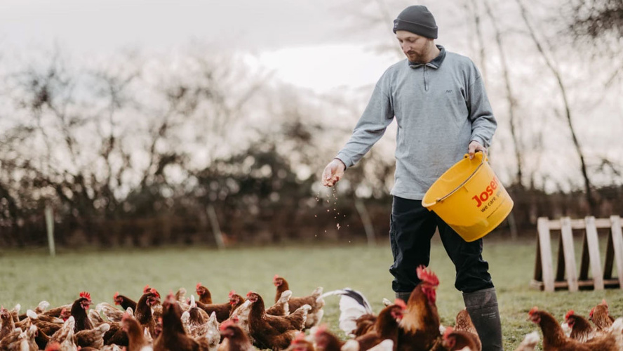 Marek Voss füttert Hühner auf einer Wiese