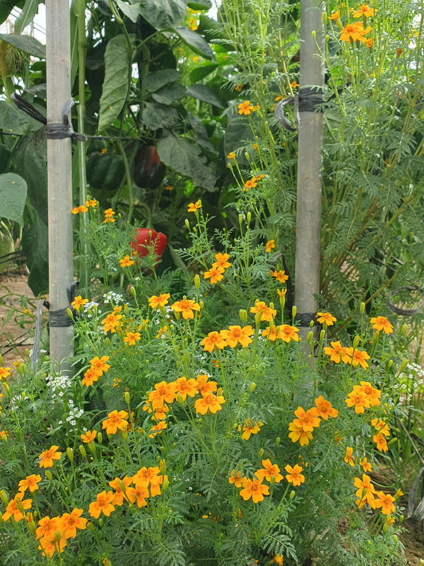 KI generiert: Das Bild zeigt ein üppiges Gartenbeet mit leuchtend orangefarbenen Blumen und einigen roten Paprikas im Hintergrund. Der Hauptinhalt des Bildes ist die blühende Pflanze im Vordergrund.