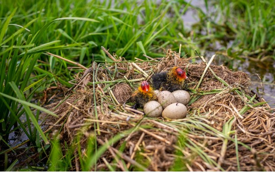 Weidevogelnest mit Eiern und zwei Jungvögeln