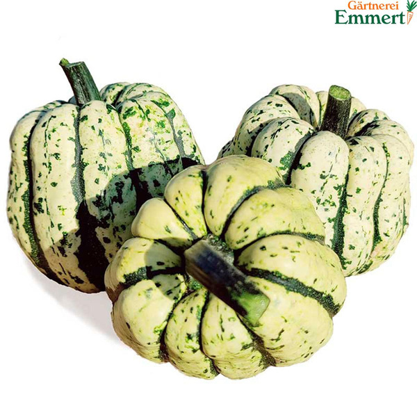 Produktfoto zu Kürbis Sweet Dumpling