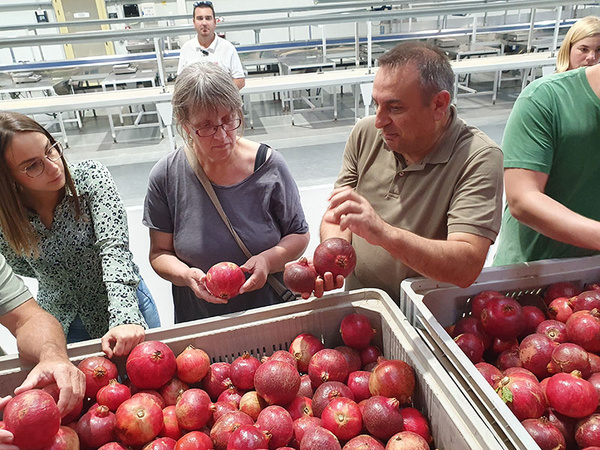 Hedda und Jaime bei Ecollevant sehen sich Granatäpfel an
