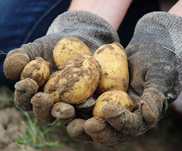 Produktfoto zu Kartoffeln Laura, rotschalig, vorw. festkochend