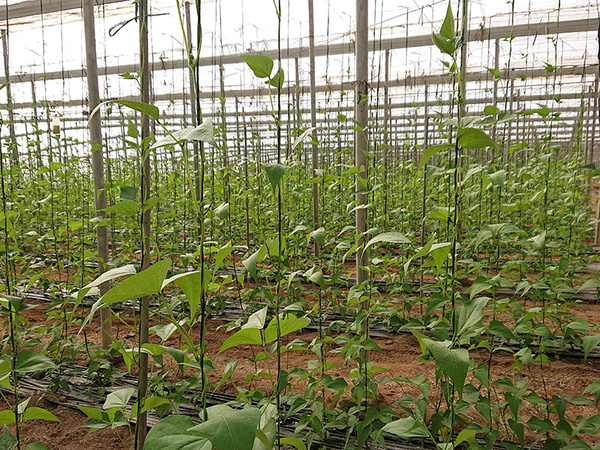 KI generiert: Das Bild zeigt ein Gewächshaus voller junger Kletterpflanzen, die an vertikalen Strukturen hochwachsen. Die Pflanzen sind gleichmäßig angeordnet und sorgen für eine grüne, lebendige Atmosphäre.