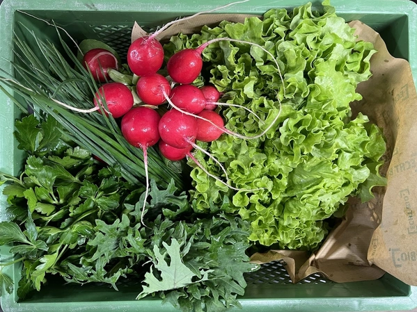 Grüne Kiste gefüllt mit Salat, Radieschen, Schnittlauch, Petersilie und Baby Kale