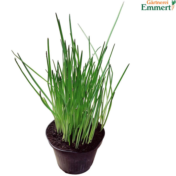 Produktfoto zu Schnittlauch im Topf