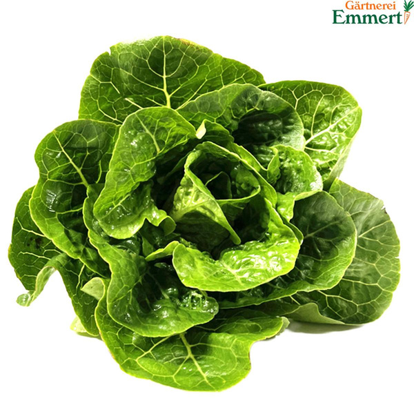 Produktfoto zu Römersalatherz