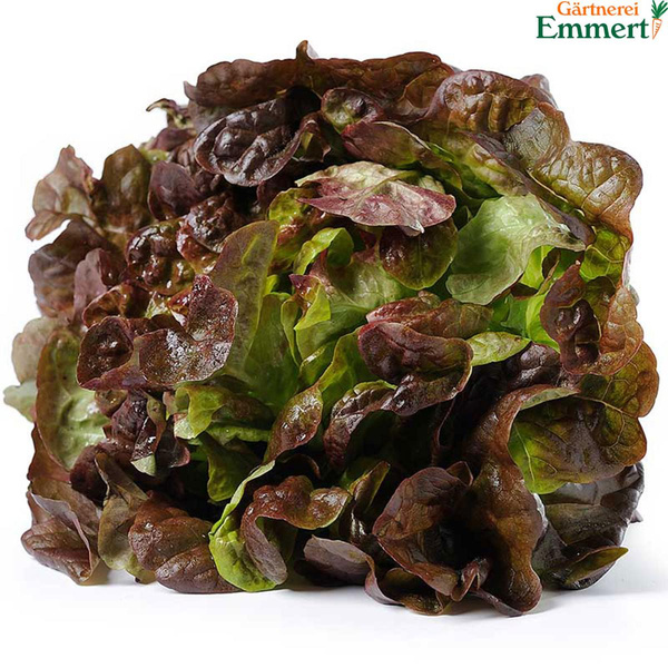Produktfoto zu Eichblattsalat rot