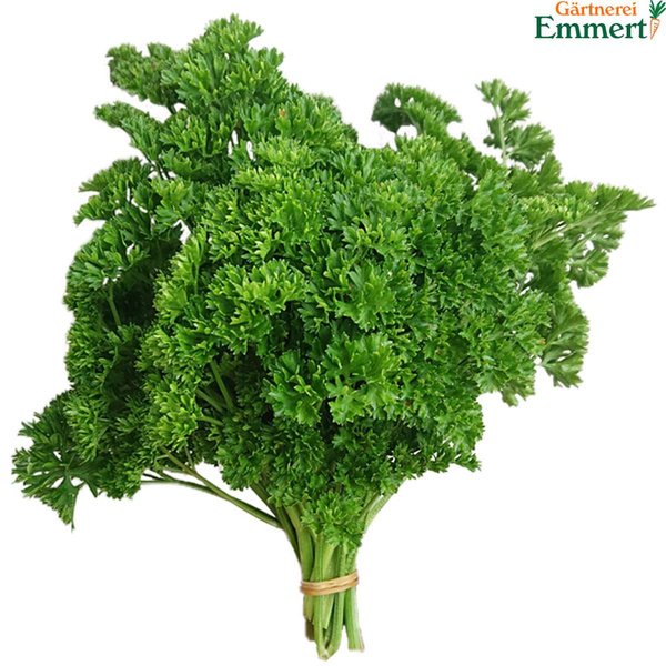 Produktfoto zu Petersilie kraus
