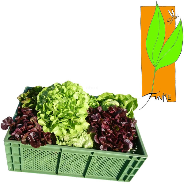 Produktfoto zu Salat,bunt