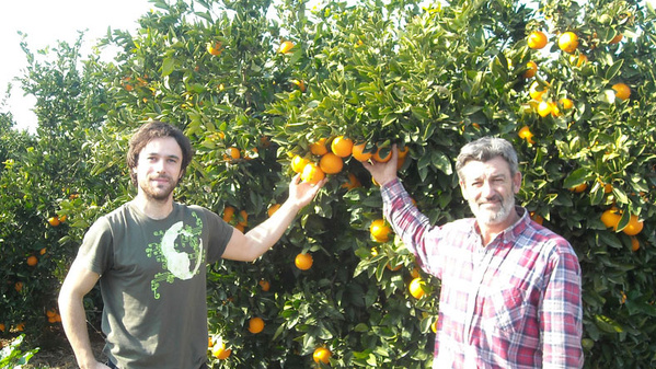 KI generiert: Zwei Männer stehen vor einem Orangenbaum und halten jeweils einige Orangen in ihren Händen. Sie befinden sich in einem Obstgarten mit vielen reifen Orangen.