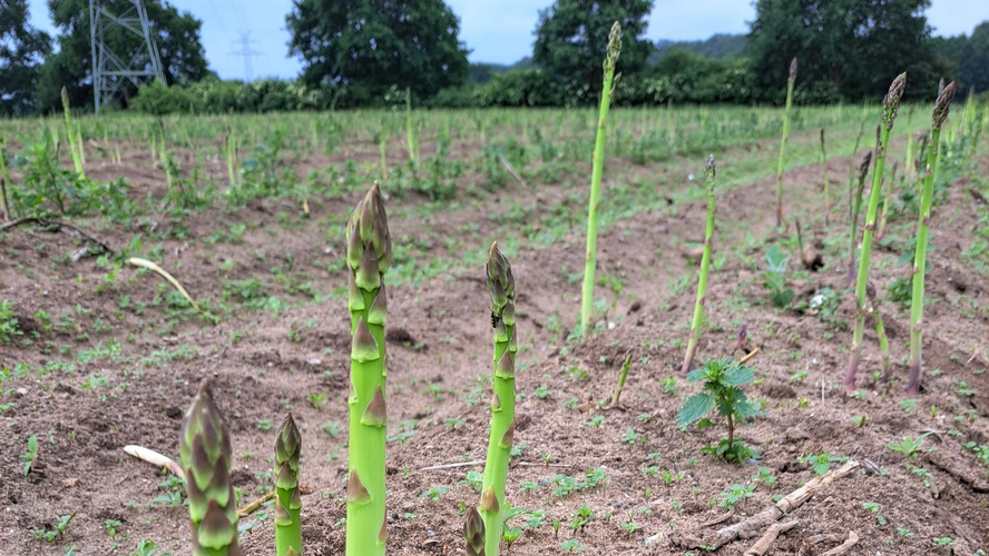 KI generiert: Auf einem Feld wächst grüner Spargel aus der Erde.