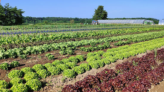 Salate, Mangold & Co Anfang Juni