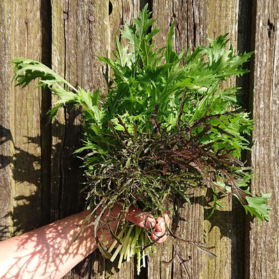 Produktfoto zu Asiasalat, grüne Mischung