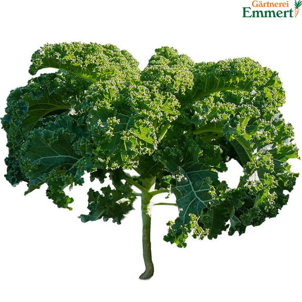 Produktfoto zu Grünkohl