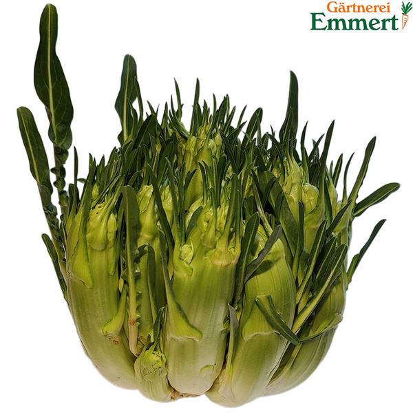 Produktfoto zu Puntarelle