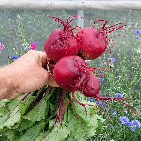 Produktfoto zu Bund Rote Bete