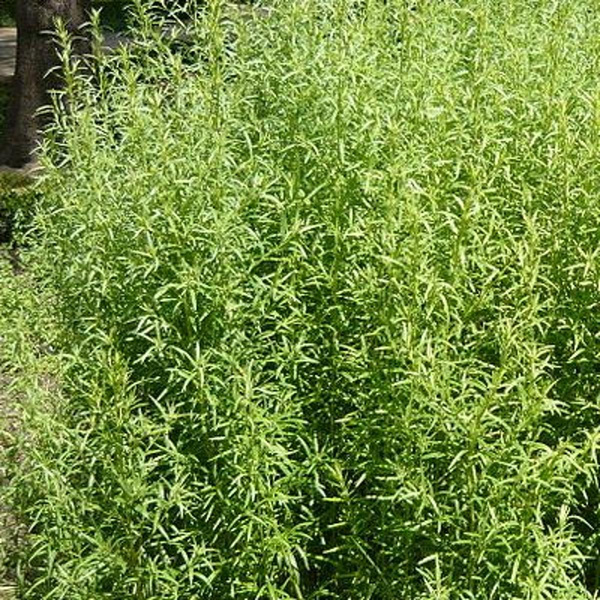 Produktfoto zu Estragon