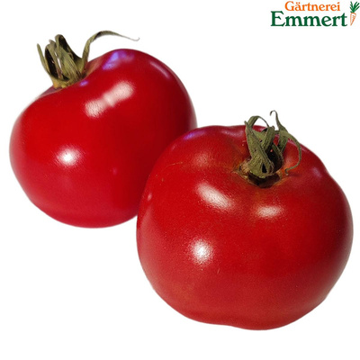 Produktfoto zu Tomate 'Rondobella'