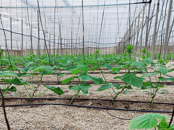 KI generiert: Das Bild zeigt junge Pflanzen, die in Reihen in einem Gewächshaus wachsen. Die Pflanzen sind von einem Bewässerungssystem umgeben, das die gesamte Fläche abdeckt.