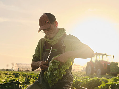 ein Gärtner erntet Salate. im Hintergrund die aufgehende Sonne und ein Tracktor