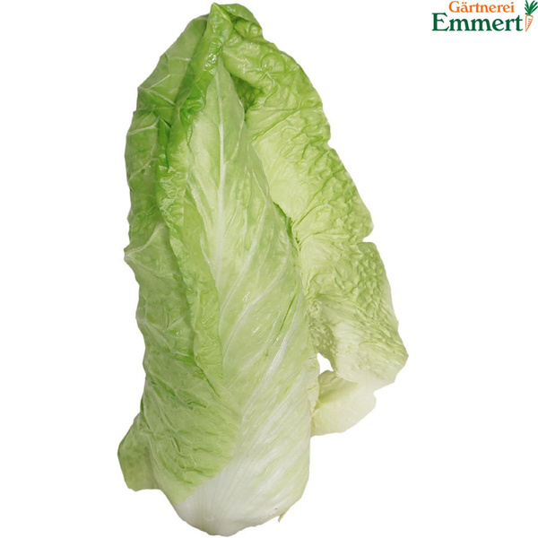 Produktfoto zu Zuckerhutsalat