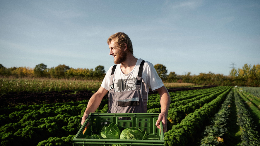 Ein Gärtner mit einer Kiste frisch geerntetem Wirsingkohl